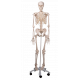 Squelette humain taille réelle Stan sur support métallique à roulettes