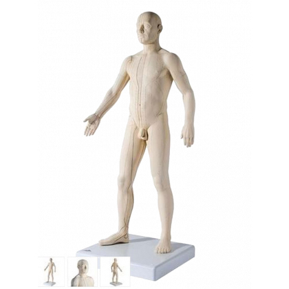 Modèle d'acupuncture - corps masculin