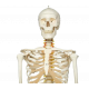 Squelette humain taille réelle FRED Pro Flexible sur support métallique à roulettes