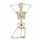 Squelette humain taille réelle FRED Pro Flexible sur support métallique à roulettes