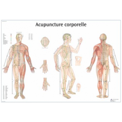 Planche Anatomique point d'acupuncture corporelle