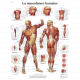 Planche Anatomique la Musculation