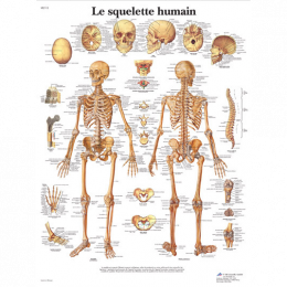 Planche Anatomique le Squelette Humain