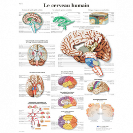 Modèle Anatomique Du Cerveau Humain Une Image De Concept Médical