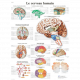 Planche Anatomique le Cerveau Humain