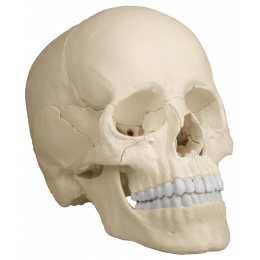 Crâne humain articulé EZ 4701 - 22 pièces