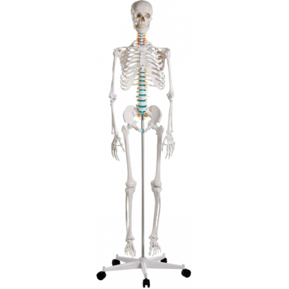 Squelette humain didactique Oscar EZ sur pied roulant en métal