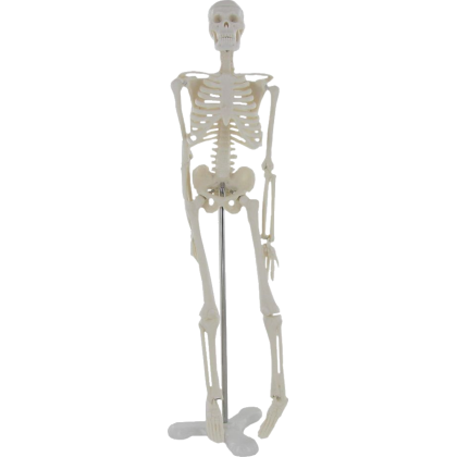 Squelette humain miniature Mediprem