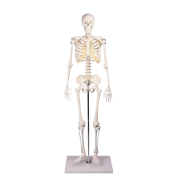 Squelette humain miniature Tom Erler Zimmer