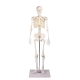 Squelette miniature Tom Erler Zimmer