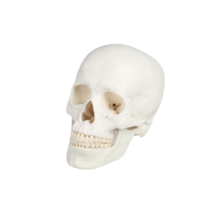 Modèle de crâne humain 3 parties Erler Zimmer