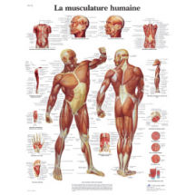 Planches d'anatomie du corps humain