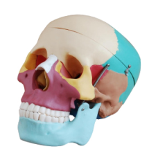 Modèles anatomiques : squelettes et organes