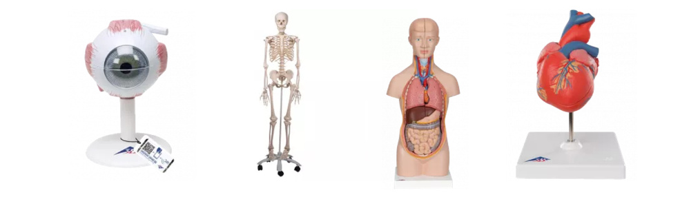 Modèle anatomique et mannequin pour enseignement